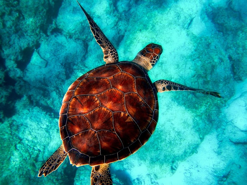 Snorkeling in Crystal Clear Waters